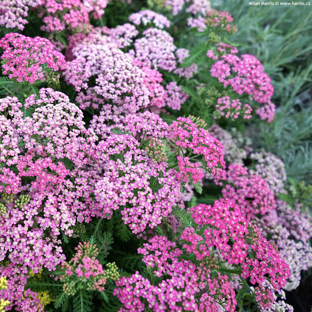 Achillea millefolium Oertel’s Rose foliage