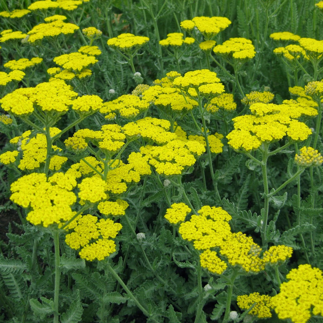 (4 Inch Round Pot/10 Count Flat) Achillea 'Little Moonshine'