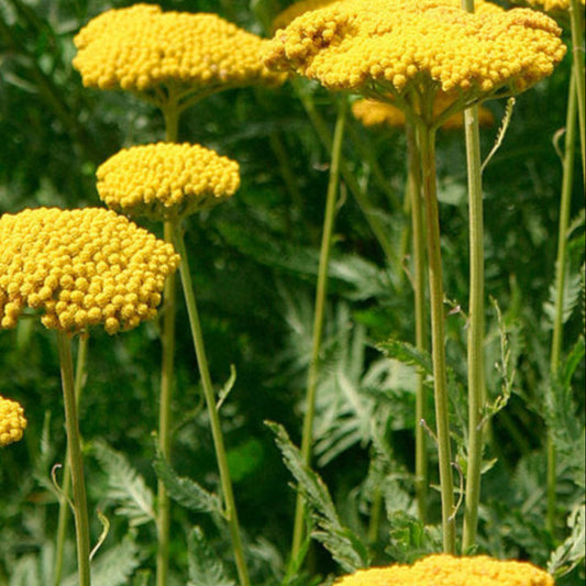 Achillea Coronation Gold foliage and flower detail