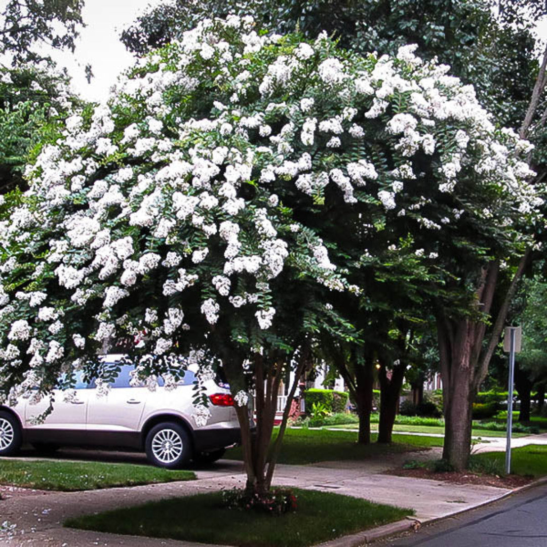 Acoma Crape Myrtle blooming with airy white flower clusters in a garden setting