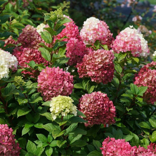 Ada Lynn Hydrangea plant with soft pink blooms at Pixies Gardens