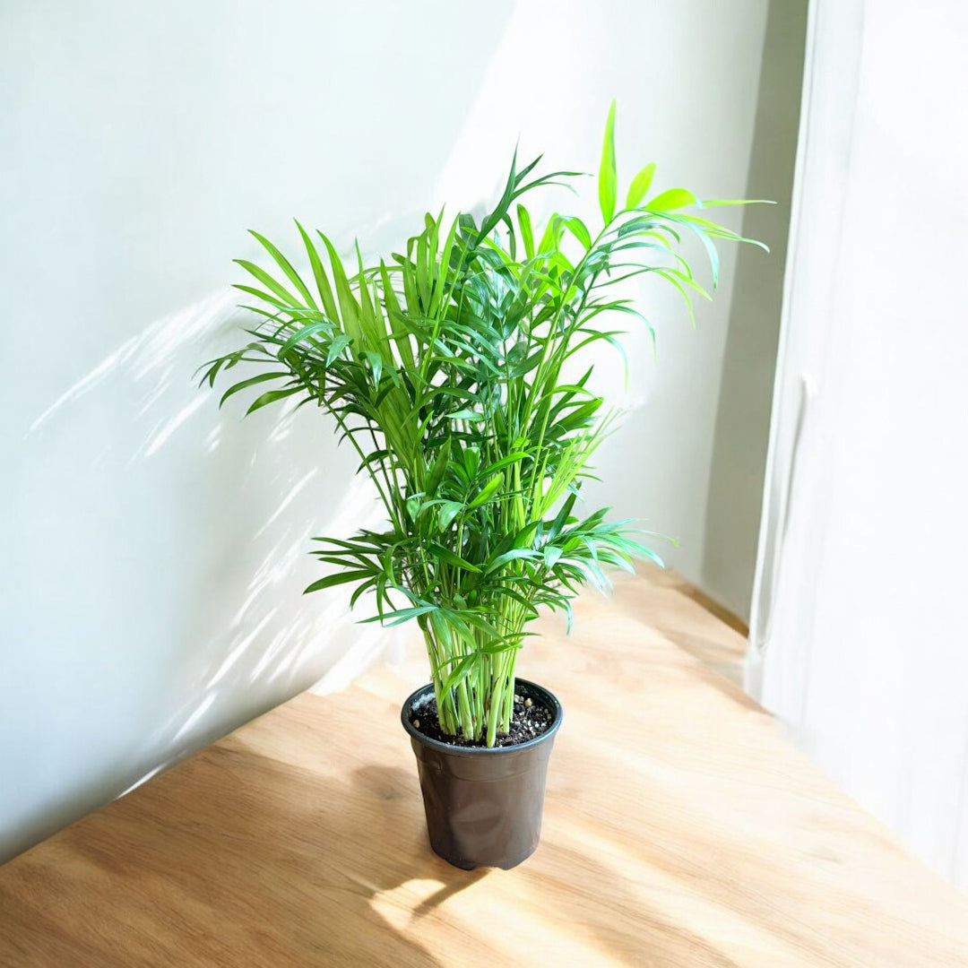 Neanthe bella palm indoor plant with lush green fronds in black plastic pot