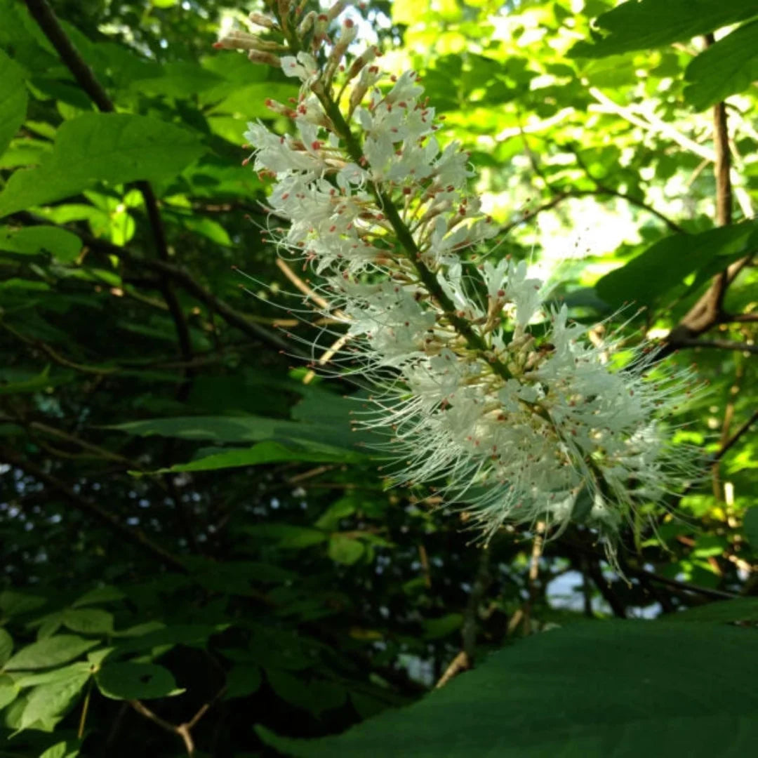 White Bottlebrush Buckeye – Native Spectacular White Summer Bloomer (Aesculus parviflora)