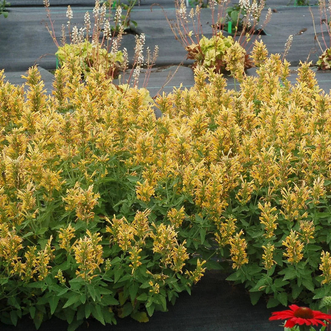 Agastache Poquito Series 'Butter Yellow' – evergreen