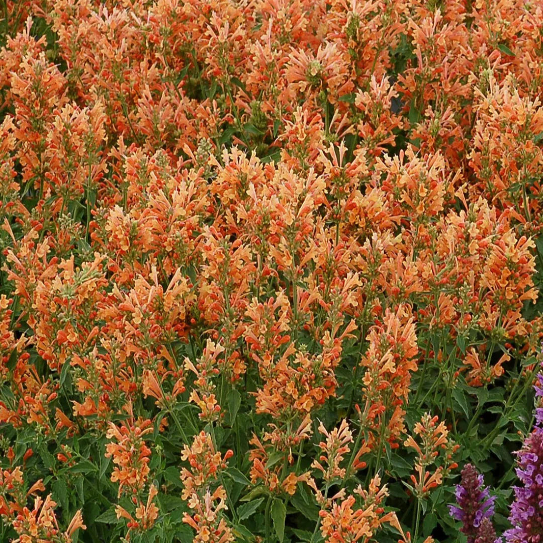 Agastache Poquito Series 'Orange' – evergreen
