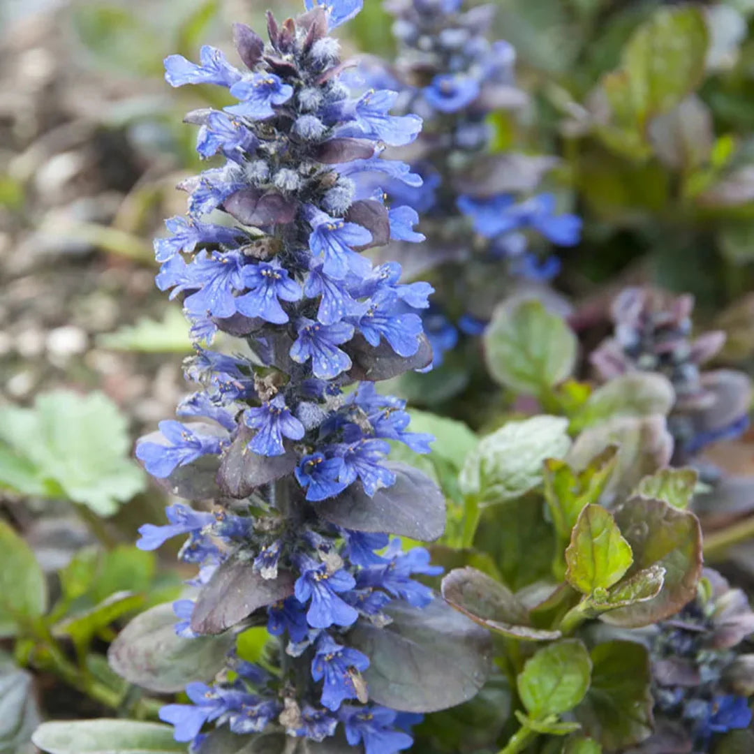 Ajuga Catlin’s Giant flowering groundcover