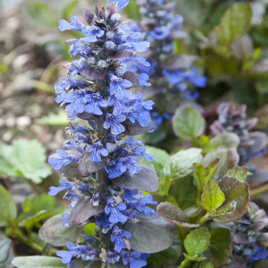 Ajuga Catlin’s Giant flowering groundcover