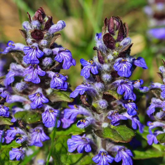Ajuga Catlin’s Giant bugleweed with purple blooms