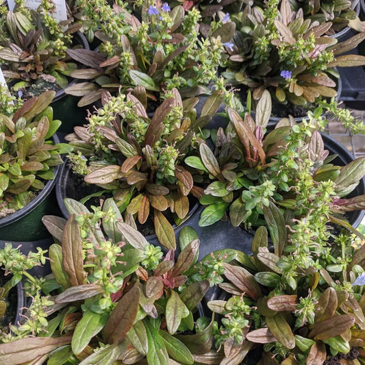 Ajuga Feathered Friends 'Fancy Finch' – evergreen