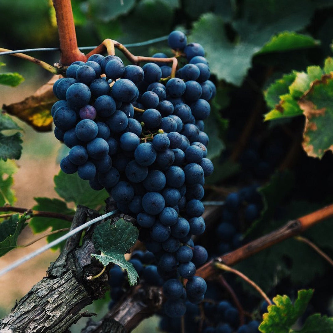 Cabernet Sauvignon grape clusters on vine in sunlight