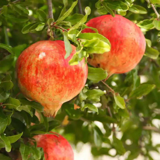 Close-up of Parfianka Pomegranate fruit hanging on the branch