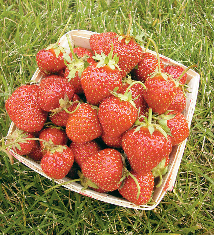 Allstar Strawberry Plant – Extra Juicy Large-Berry Everbearing (Fragaria)