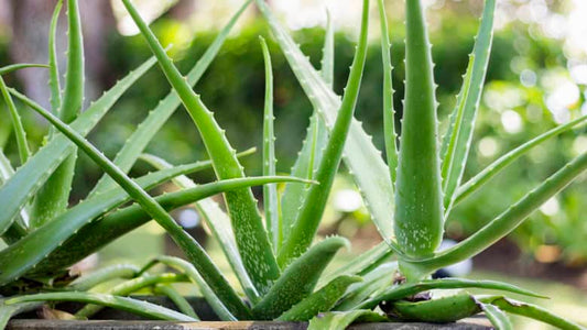 (Quart Pot) Aloe Vera- Georgous Short-Stemmed Succulent That Stores Water In Its Leaves