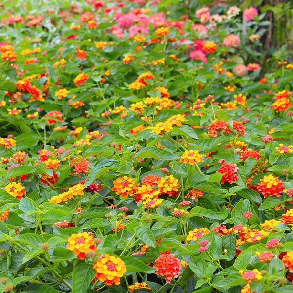 Lantana 'Irene' – evergreen