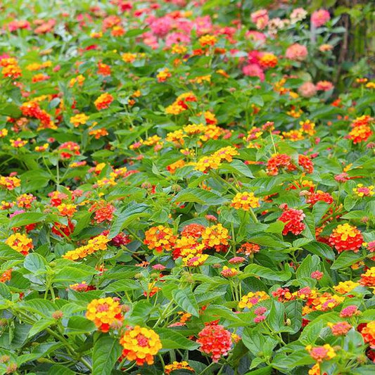 Lantana 'Irene' – evergreen