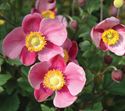 Anemone × hybrida ‘September Charm’ showing delicate rose-pink cup-shaped flowers on tall wiry stems