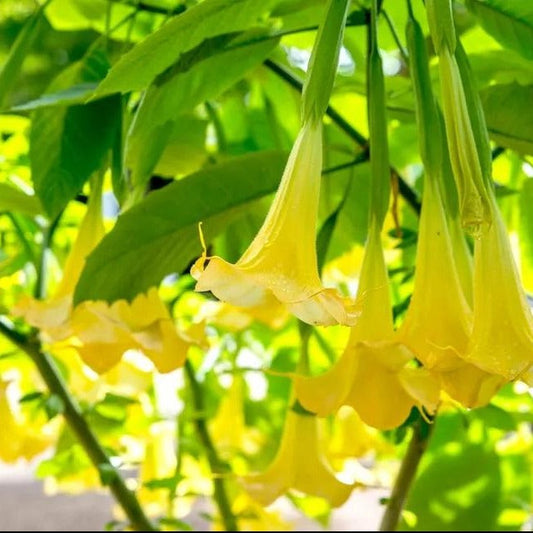 Angel’s Tear Trumpet Plant