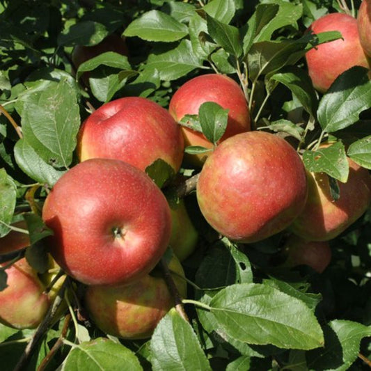 Young grafted apple plant ready for planting in home gardens