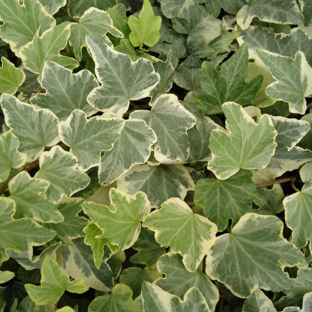 (10 Count Flat-3.5 Inch Pots) "Anne Marie' White Variegated Ivy, Vining Ivy, White Variegation, Spreading.
