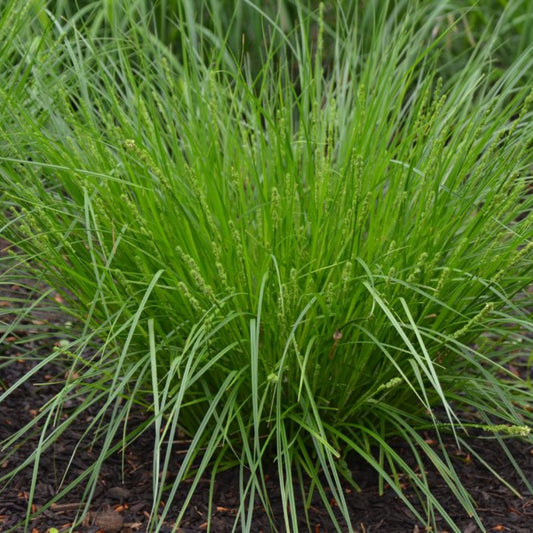 Carex appalachica Appalachian Sedge grass plant