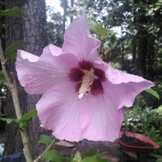 Close-Up of Aphrodite Rose of Sharon Pink Hibiscus Flower with Red Center