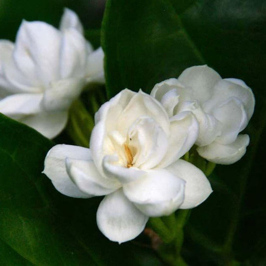 Arabian jasmine plant with white fragrant flowers