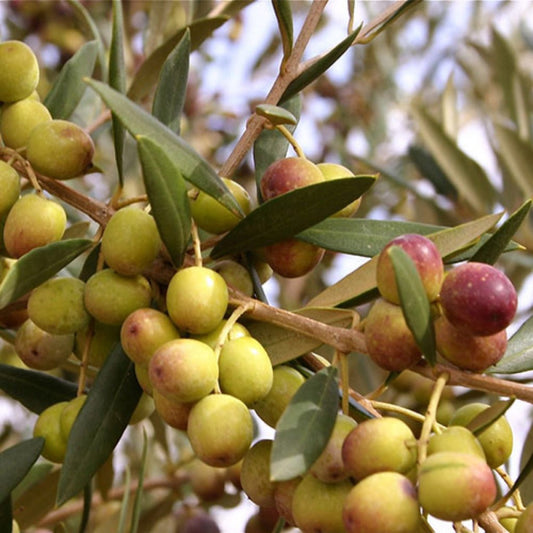 Container-grown Arbequina olive tree with strong structure and vibrant leaves