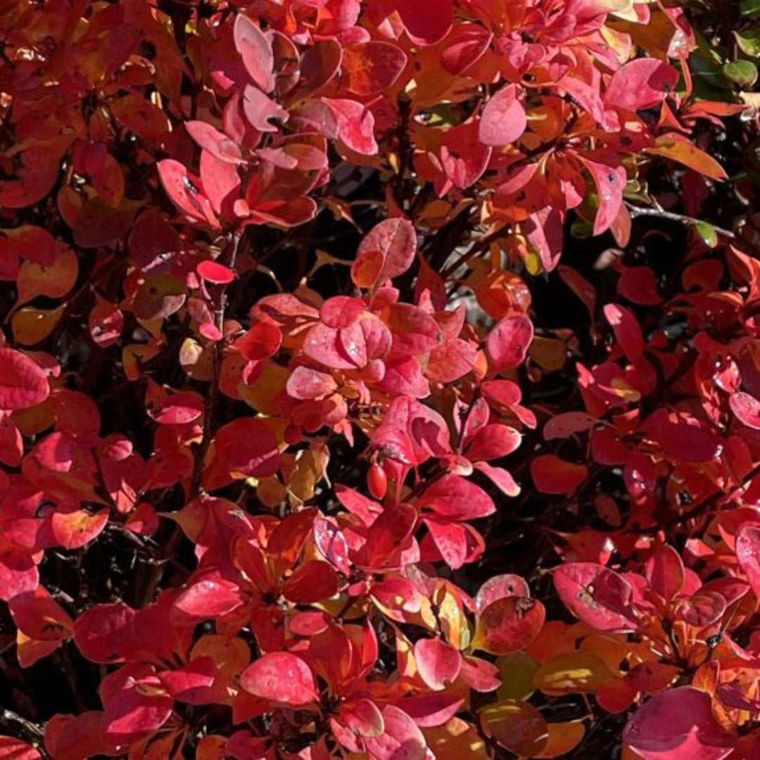 homeandgardensforless.com