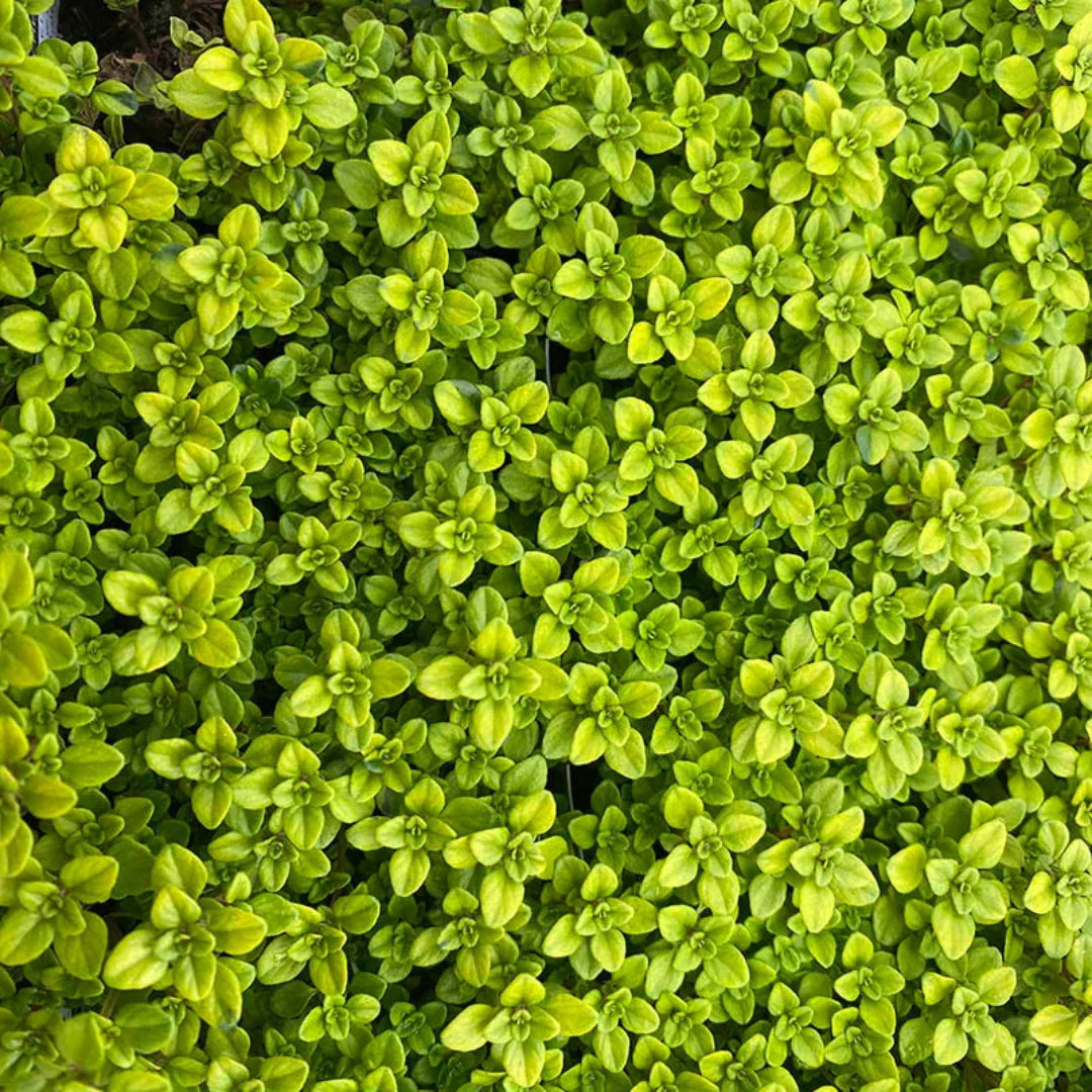 homeandgardensforless.com