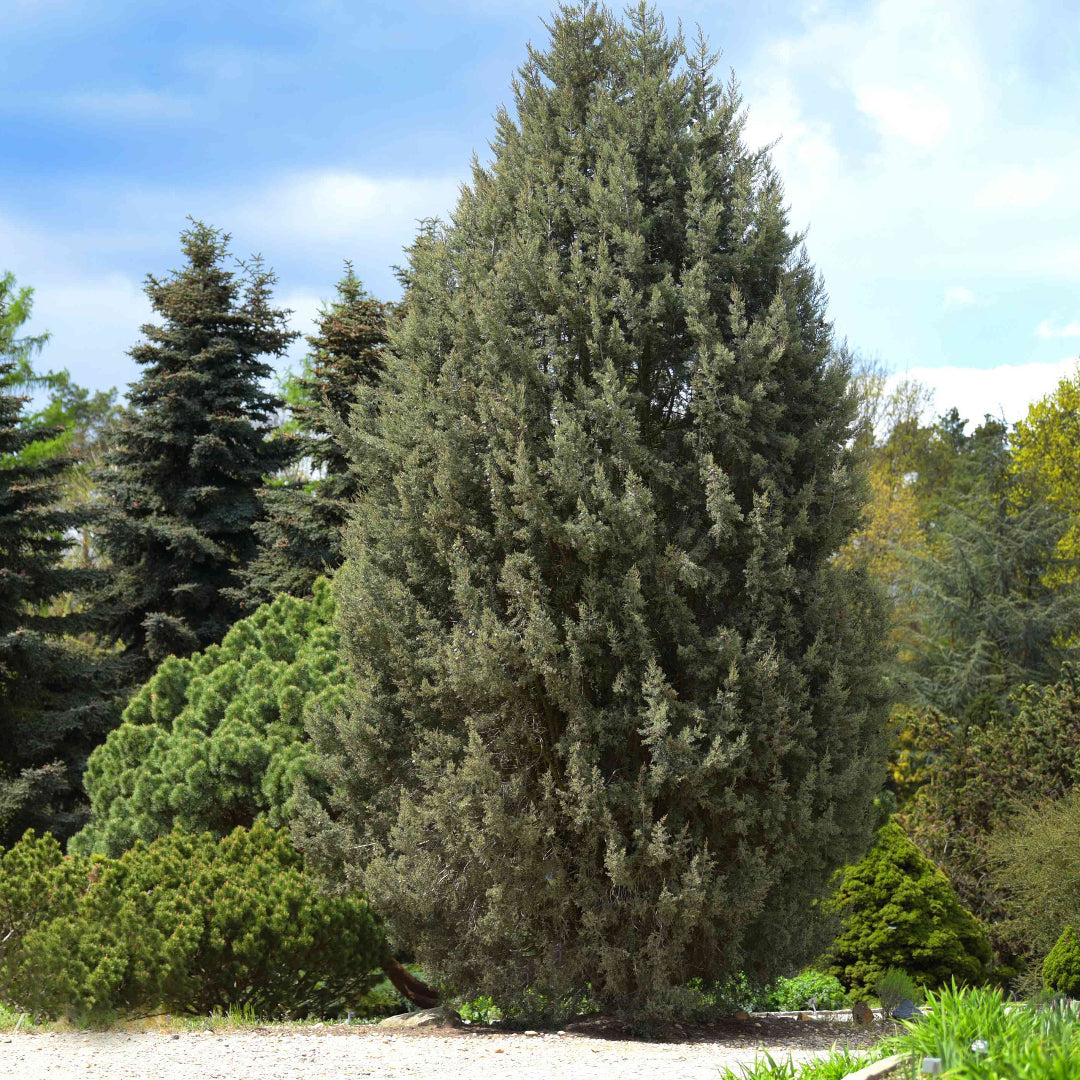 Silver Smoke Arizona Cypress Multipack/Liners – evergreen