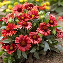 (1 Gallon)Gaillardia Aristata Arizona Red Shades Blanket Flower - Arizona Red Shades is a Dark Orange-Red Blooms and Easy To Grow Flowers.