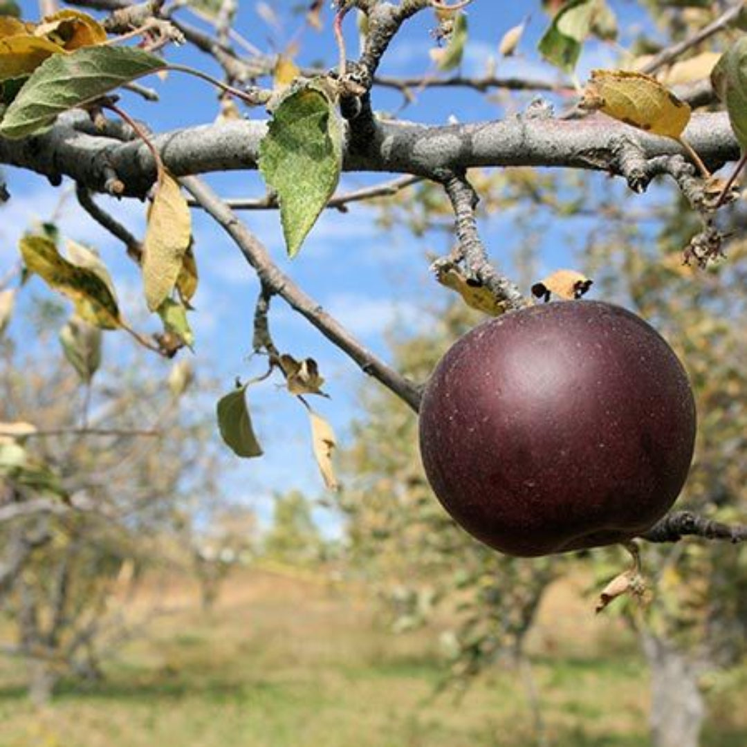 Arkansas Black Apple tree showing rich dark red apples on branches