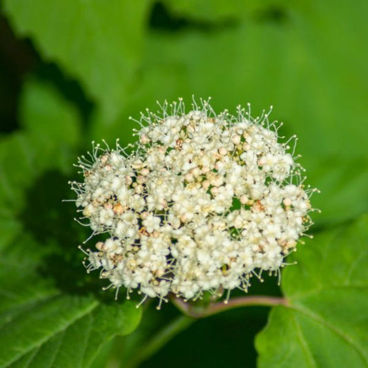Arrowwood Viburnum Shrub with Bright Green Leaves and White Flowers

"