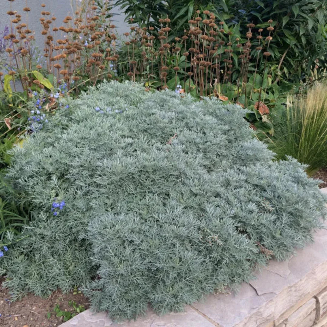 Full grown Artemisia Powis Castle landscape foliage plant