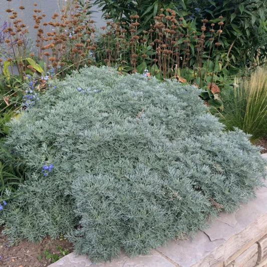 Full grown Artemisia Powis Castle landscape foliage plant