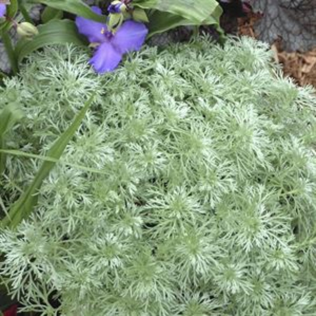 Silver Mound wormwood plant with silvery-green feathery foliage