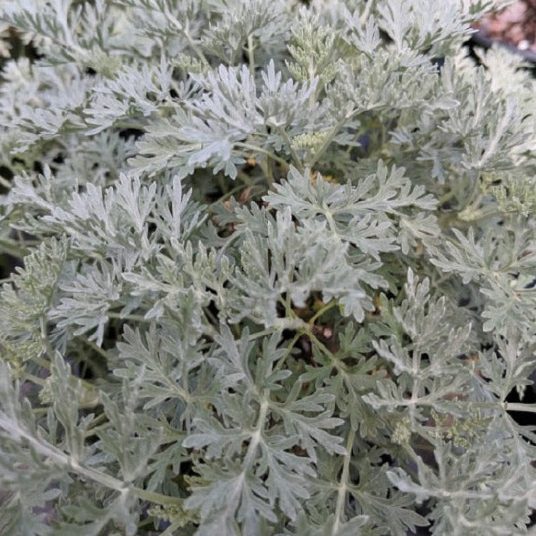 Decorative Artemisia wormwood plant with mounding growth habit