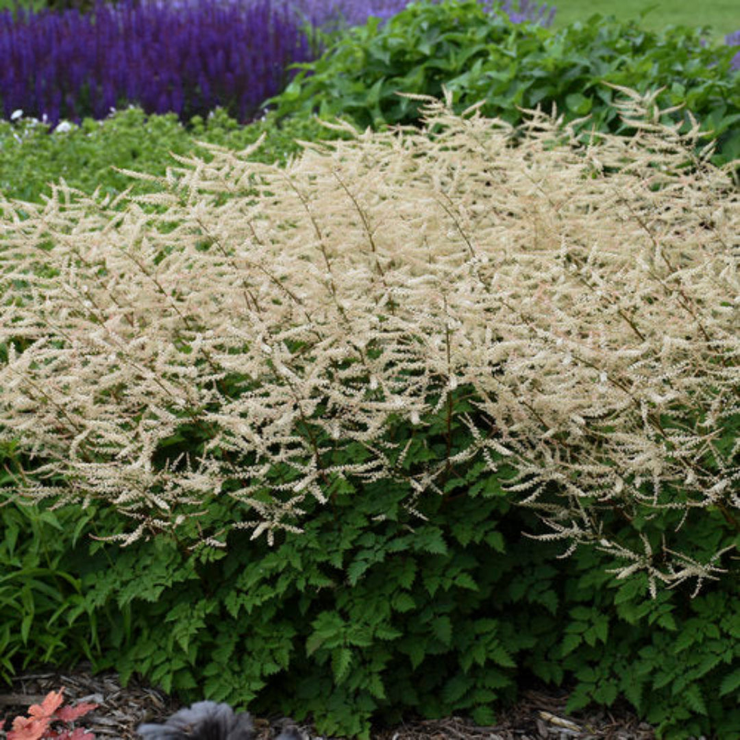 Aruncus Chantilly Lace Goatsbeard – evergreen