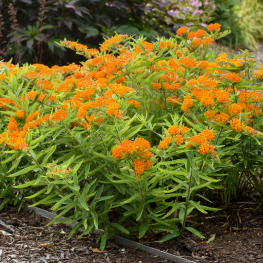Close-up of Butterfly Milkweed flowers in full bloom