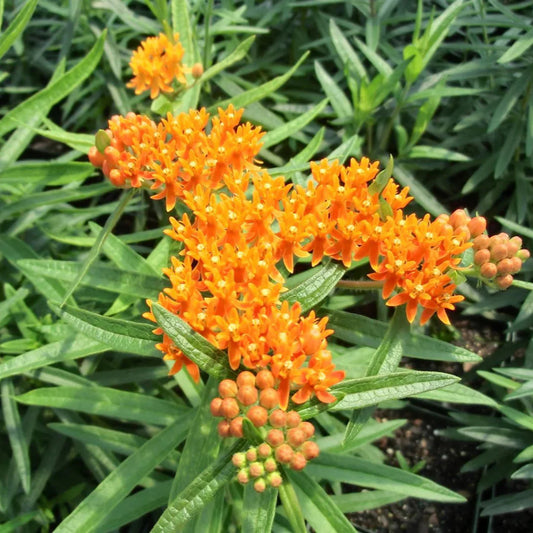 Butterfly Weed (Asclepias tuberosa) plant with vivid orange flower heads and lance-shaped leaves