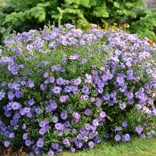Kickin Purple aster plant in full bloom with vibrant violet daisies