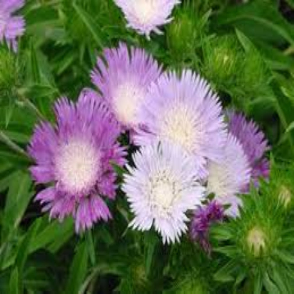(Quart Pot/10 Count Flat) Stokesia Laevis Color Wheel Pp12718 Stoke'S Aster