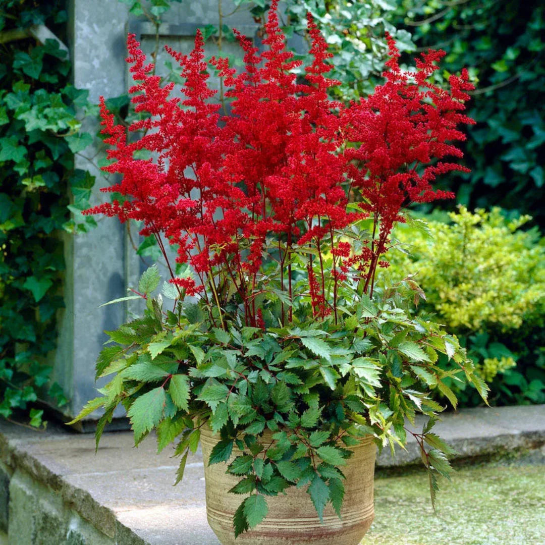 Fanal Red Astilbe – Deep Red Plumes Shade P | Pixies Gardens