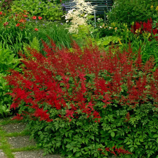 Astilbe arendsii Red Fanal with vibrant red plumes