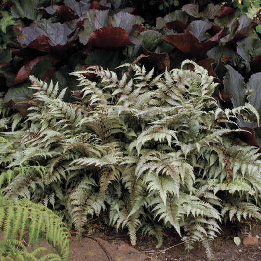 Japanese Painted Fern in nursery pot