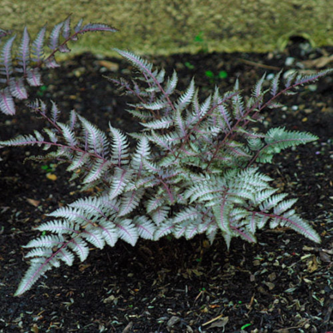 Japanese Painted Fern hardy shade perennial