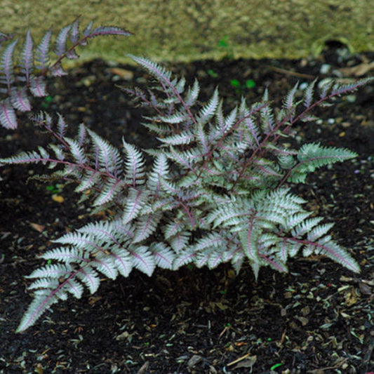 Japanese Painted Fern hardy shade perennial