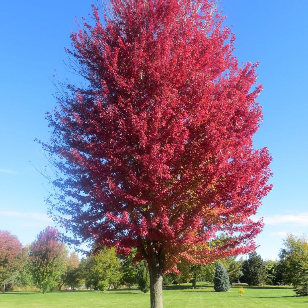 Autumn Blaze Maple Tree