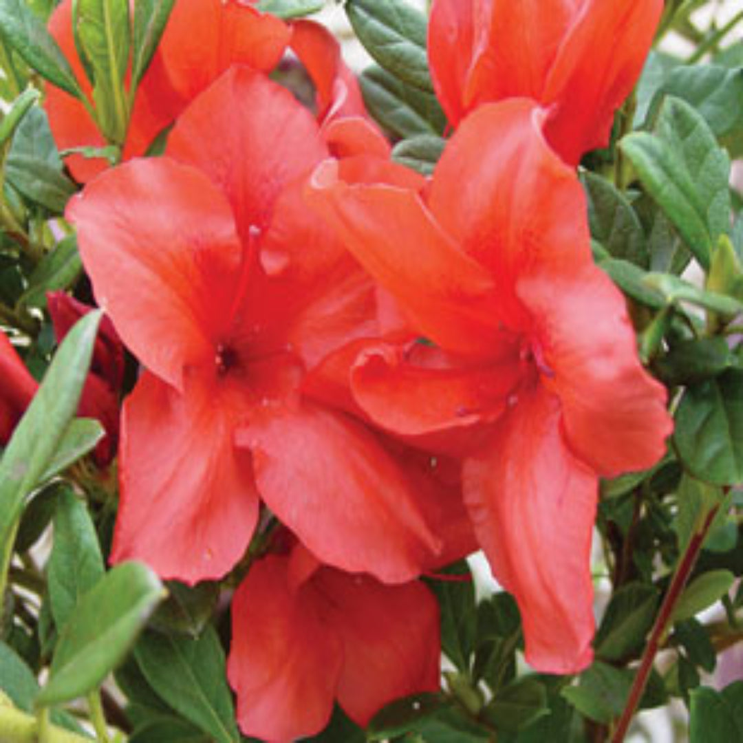Bravo Autumn Encore Azalea – flowering shrub