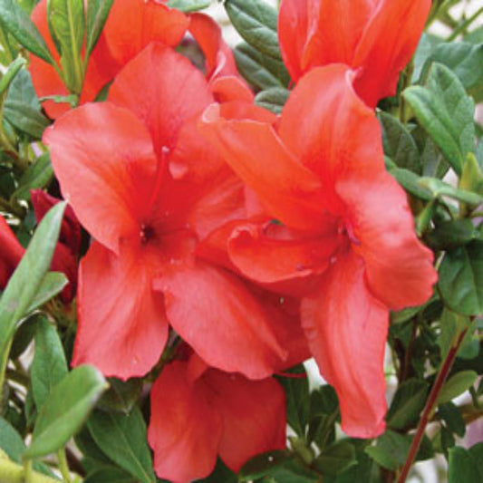 Bravo Autumn Encore Azalea – flowering shrub